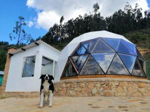 和主人一起入住Glamping NIDO VERDE的宠物