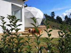Glamping NIDO VERDE外面的花园