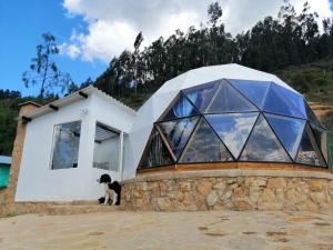 和主人一起入住Glamping NIDO VERDE的宠物