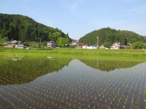a field of water with houses in the background at Shitanda in Takayama