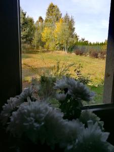a view of a field from a window with flowers at Pokoje nad Młynem in Stryków