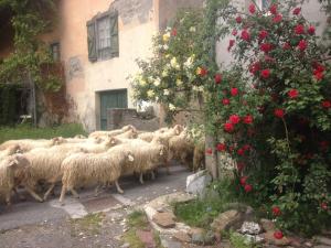 una manada de ovejas caminando por una carretera al lado de un edificio en Gite Cap de la Hont, en Laruns