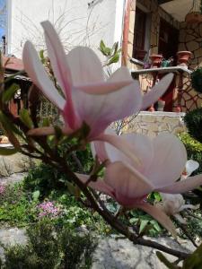 Zahrada ubytování Veselata Guest House