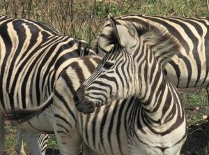 un gruppo di zebre che si trovano l'una accanto all'altra di Umkhumbi Lodge a Hluhluwe
