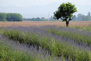 a tree in the middle of a field with purple flowers at Fondo Brugarolo in Busnago