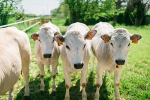 grupa krów białych stojących na polu w obiekcie Fondo Brugarolo w mieście Busnago