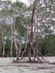 un grupo de árboles en la playa con gente a su lado en Green House, en Prea