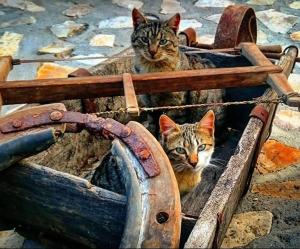 dos gatos están sentados en una caja de madera en Royal Village Kotromanićevo, en Vranduk