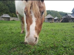 a brown and white horse eating grass in a field at Royal Village Kotromanićevo in Vranduk