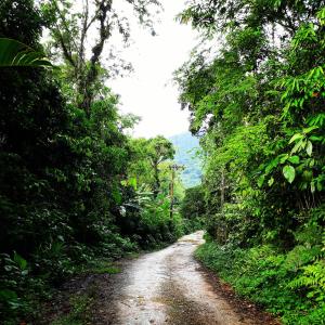 un camino de tierra en medio de un bosque en Casa Bacarirá - Floresta com Yoga e Café da Manhã Vegano, en Camburi
