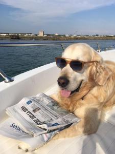 ein Hund mit Sonnenbrille auf einem Boot mit einer Zeitung in der Unterkunft Sea of Love in Porto Cesareo