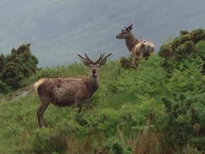 two elk standing on a hill in a field at Skye View in Glenelg