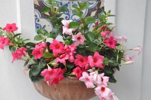 a potted plant with pink flowers on a wall at Hotel Mignon Meublè in Sorrento