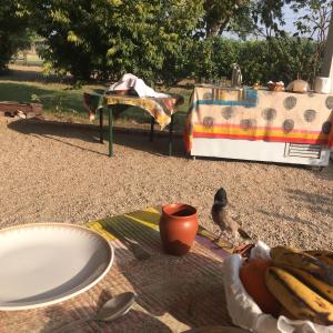 Fotografie z fotogalerie ubytování Savista Retreat v destinaci Džajpur