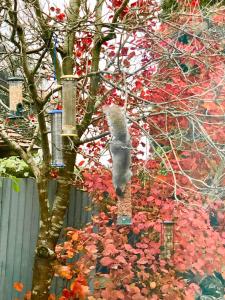 un gato sentado en la parte superior de un árbol en Laurels, en Felsted