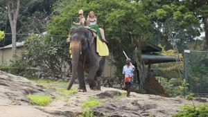 Tiere in der Pension oder in der Nähe