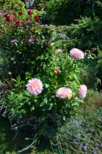 a bunch of pink flowers in a garden at Apartment Edelweiß in Egsdorf