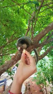 una persona sosteniendo una ardilla comiendo un pedazo de comida en Sanctuary Pirenópolis Suítes e Flats, en Pirenópolis