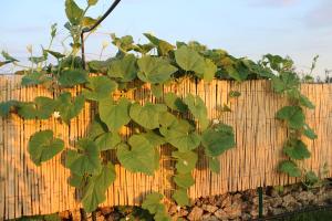 Gallery image of CASADORATA buen retiro vista mare in Donnalucata