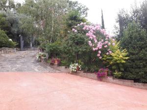 a garden with pink flowers and plants on a sidewalk at ELIO e DONY in Passignano sul Trasimeno