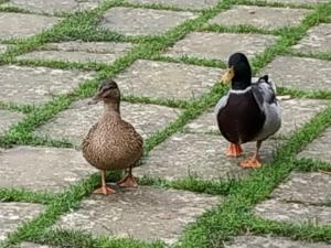 Zwierzęta w gospodarstwie agroturystycznym lub w pobliżu