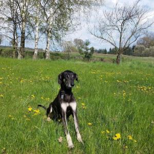 a black and white dog sitting in a field of grass at Hof Heideland 2 - Fenster zum Hof in Eichholz