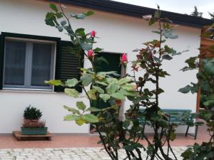 a house with a rose bush in front of it at The Zigghy's Room in Matera