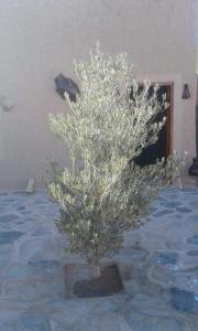 a plant sitting on top of a table at Tazoult Ouzina in Ouzina