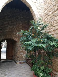 an orange tree sitting in an archway next to a building at Dar Camelia in Soûr