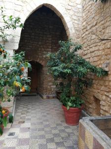 een ingang naar een bakstenen gebouw met een boom in een pot bij Dar Camelia in Soûr