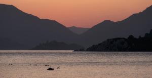 a group of ducks swimming in the water at sunset at Marti Resort Deluxe Hotel in Marmaris