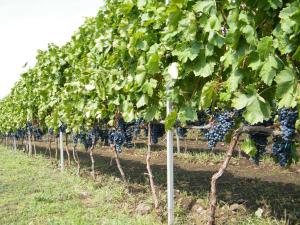 Vonkajšia záhrada v ubytovaní Etna Wine Azienda Agrituristica