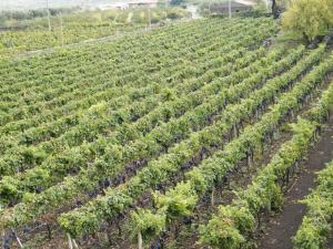 Vonkajšia záhrada v ubytovaní Etna Wine Azienda Agrituristica