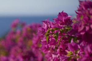 Un mazzo di fiori viola in un campo di Mandarin Oriental, Bodrum a Golturkbuku