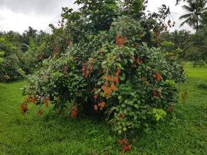 Gallery image of Clouds Village Farm Resort Thodupuzha in Thodupuzha