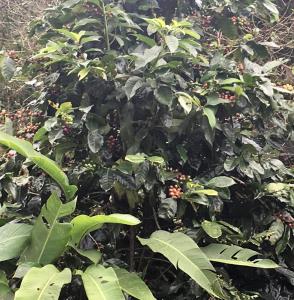 Zahrada ubytování Finca Caramelo