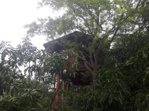 Garður fyrir utan Dambulla Tree House