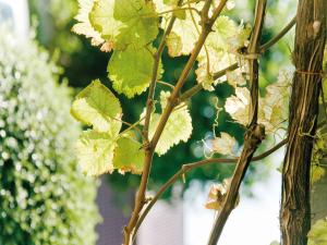 Ein Haufen grüner Blätter auf einem Baum in der Unterkunft Hotel Stegner in Rödelsee