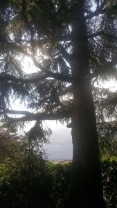 Fotografia z galérie ubytovania ROSE'S GARDEN - zona tranquilla - vicino Torino v destinácii Pino Torinese