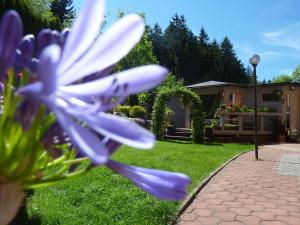 Zahrada ubytování Pension Ayky