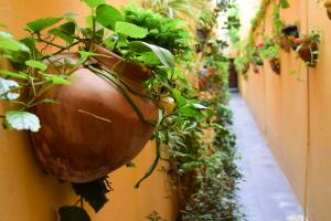 um monte de plantas num vaso numa parede em Casa Maricela B&B em San Miguel de Allende