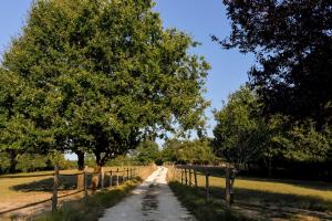 un chemin de terre avec des arbres et une clôture dans l'établissement Domaine verte vallée, à Lignan-de-Bordeaux