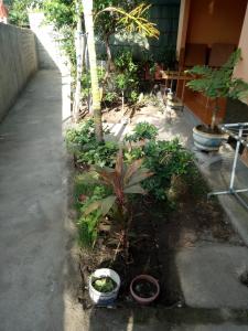 Zahrada ubytování Aladdin Homestay