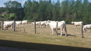 a herd of white cows in a field behind a fence at Logis Le Cadusia in Chaource