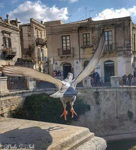 シラクーサにあるCasa Vacanze Mastrarua 150の建物前を飛ぶ鳥