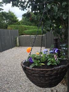 a basket filled with flowers in a garden at Foxy's Den Dornoch in Dornoch