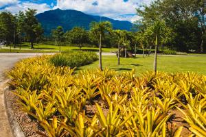 a row of yellow plants in a park with palm trees at Angra TOP1 Praia Piscina Marina 2 quartos in Angra dos Reis