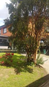 a tree in a yard next to a house at Mar-al Apartments in Valdivia