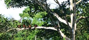 a group of monkeys sitting on a tree branch at Manoas in Uvita