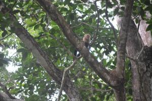 a monkey sitting on top of a tree branch at Manoas in Uvita